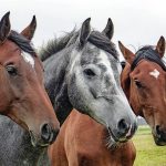 Les éléments qui composent une clôture électrique pour chevaux - Sellerie  Equishop