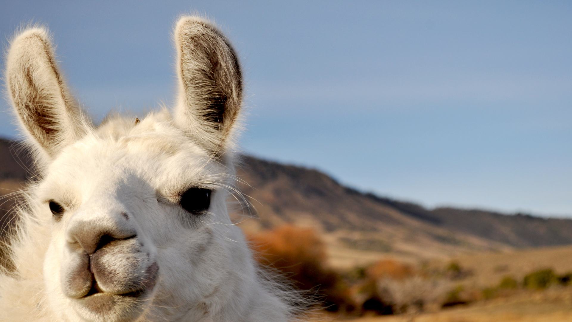 Lama vs alpaga. Comment les différencier ?